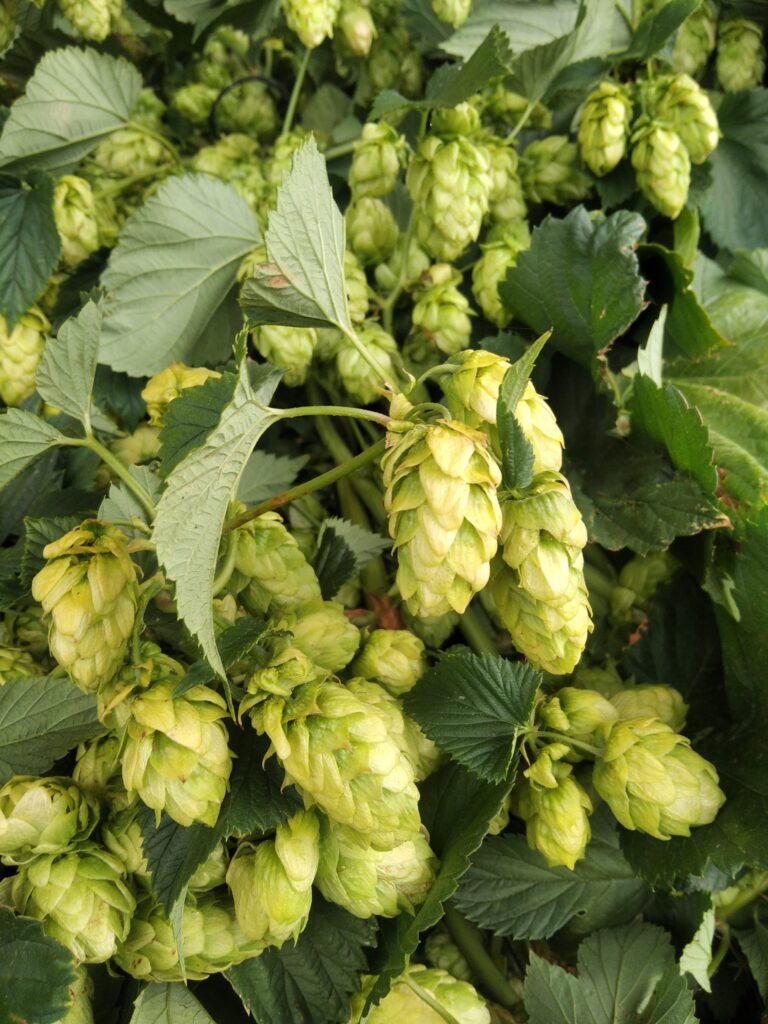 Lúpulos de León